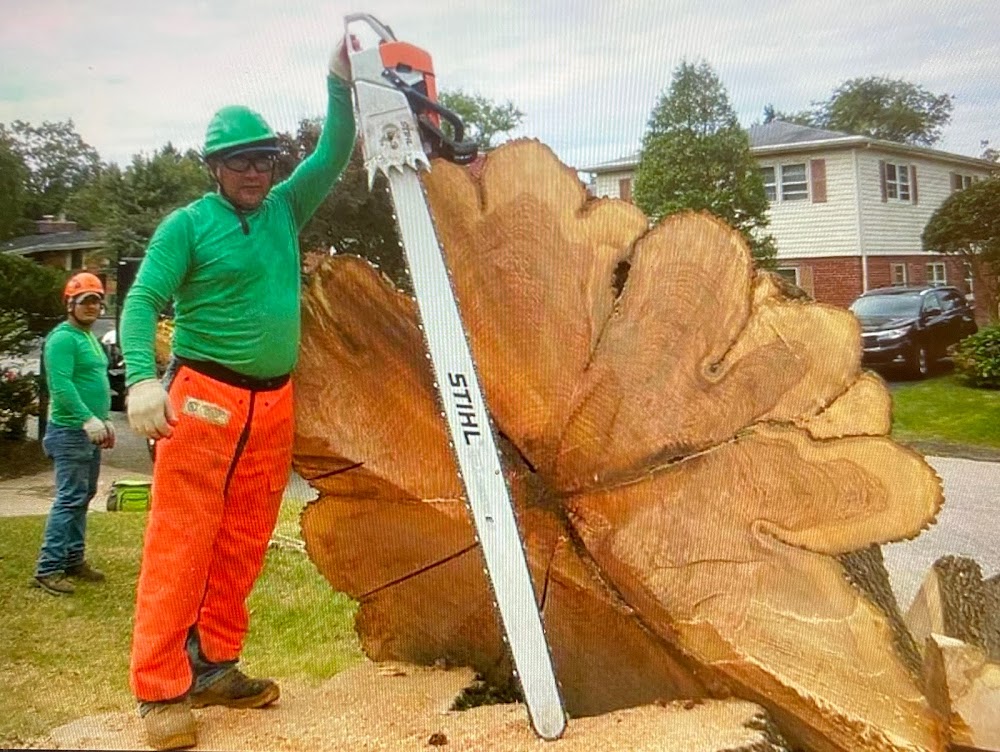 A-AAA Tree Service