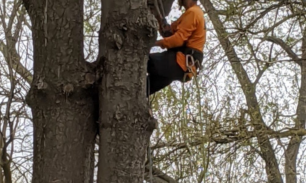 Adirondack Tree Experts