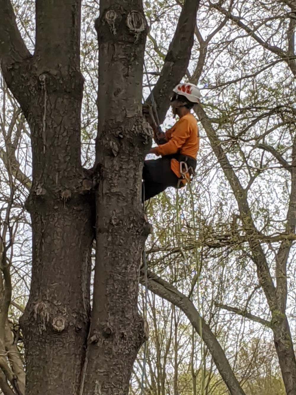 Adirondack Tree Experts