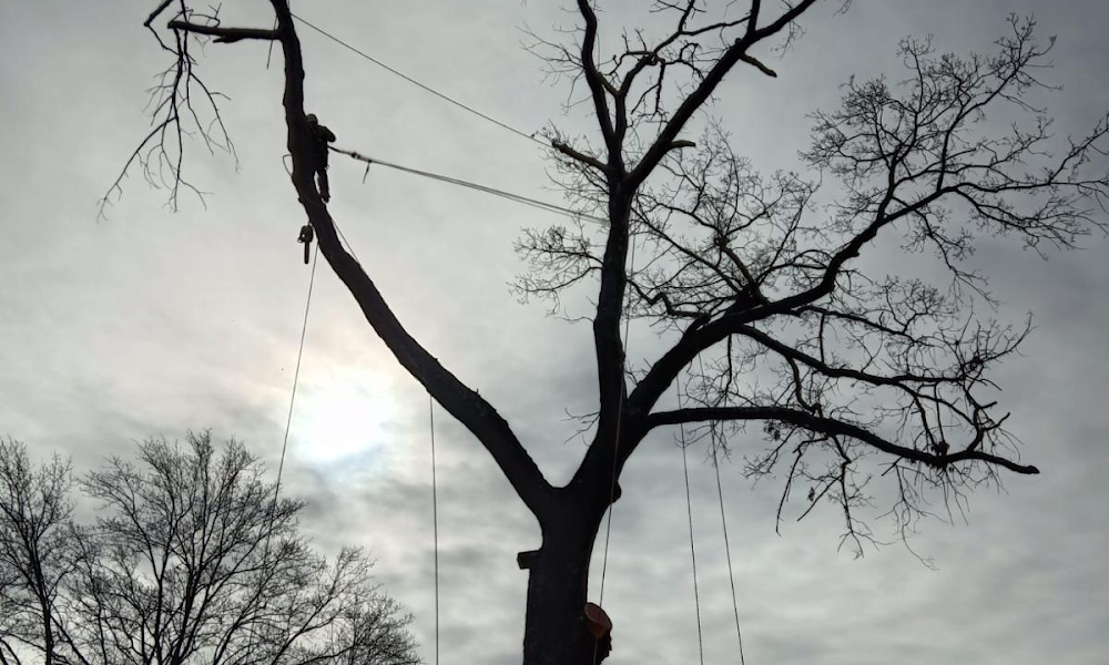 Allison Tree Services