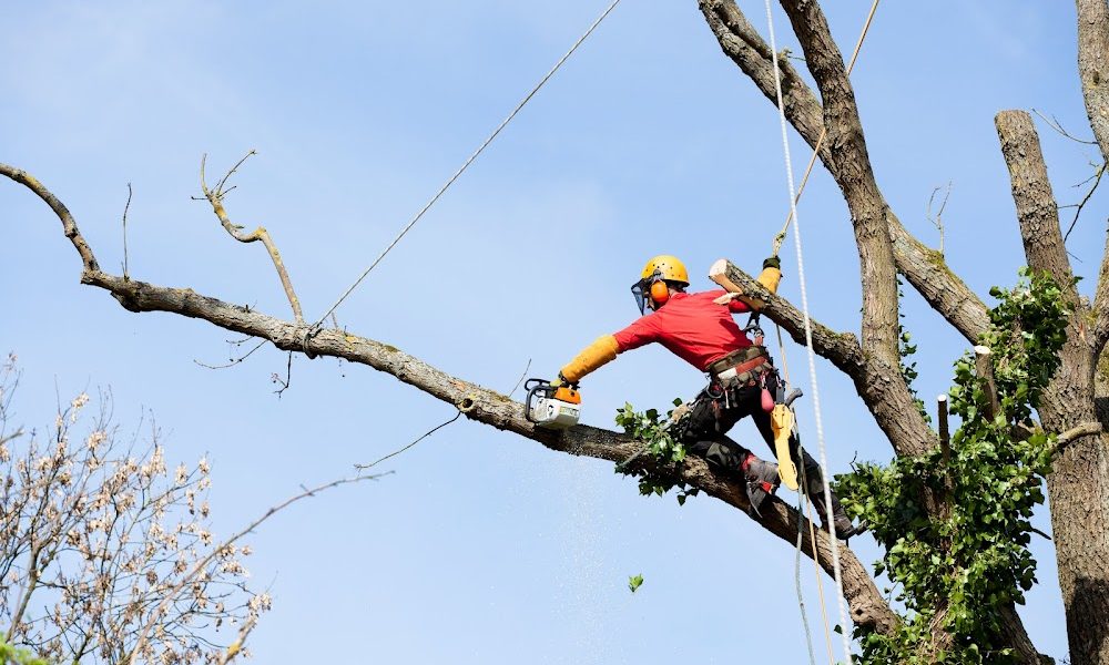 America Tree Service LLC