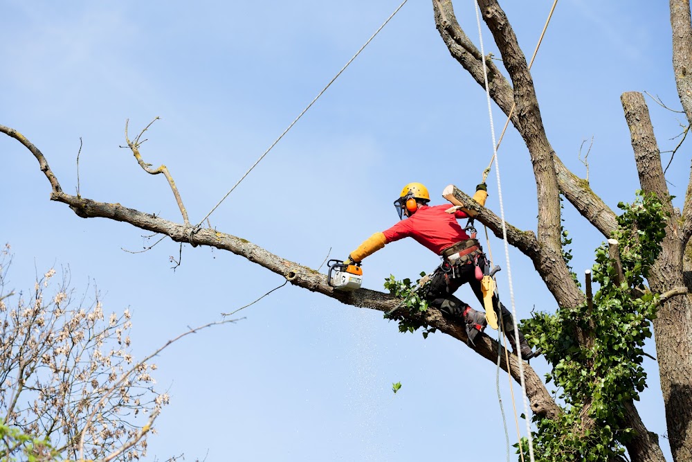 America Tree Service LLC