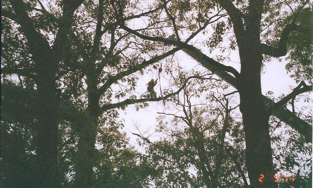 Arundel Tree Service