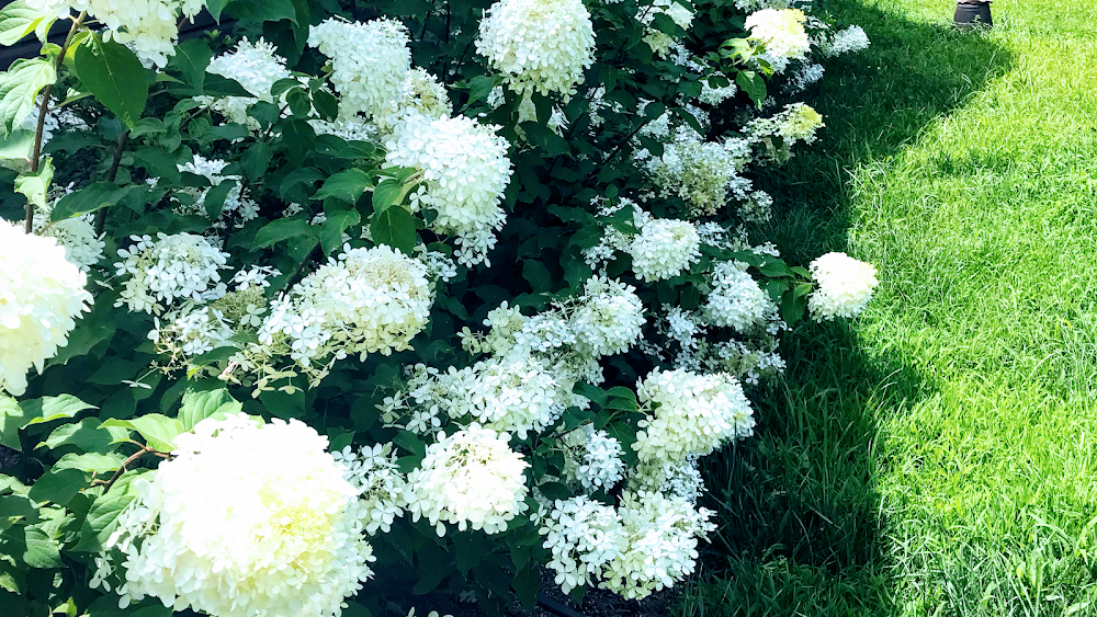 Bradshaw landscape and irrigation