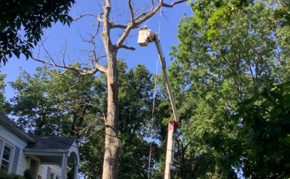 Escobar Tree Experts, LLC