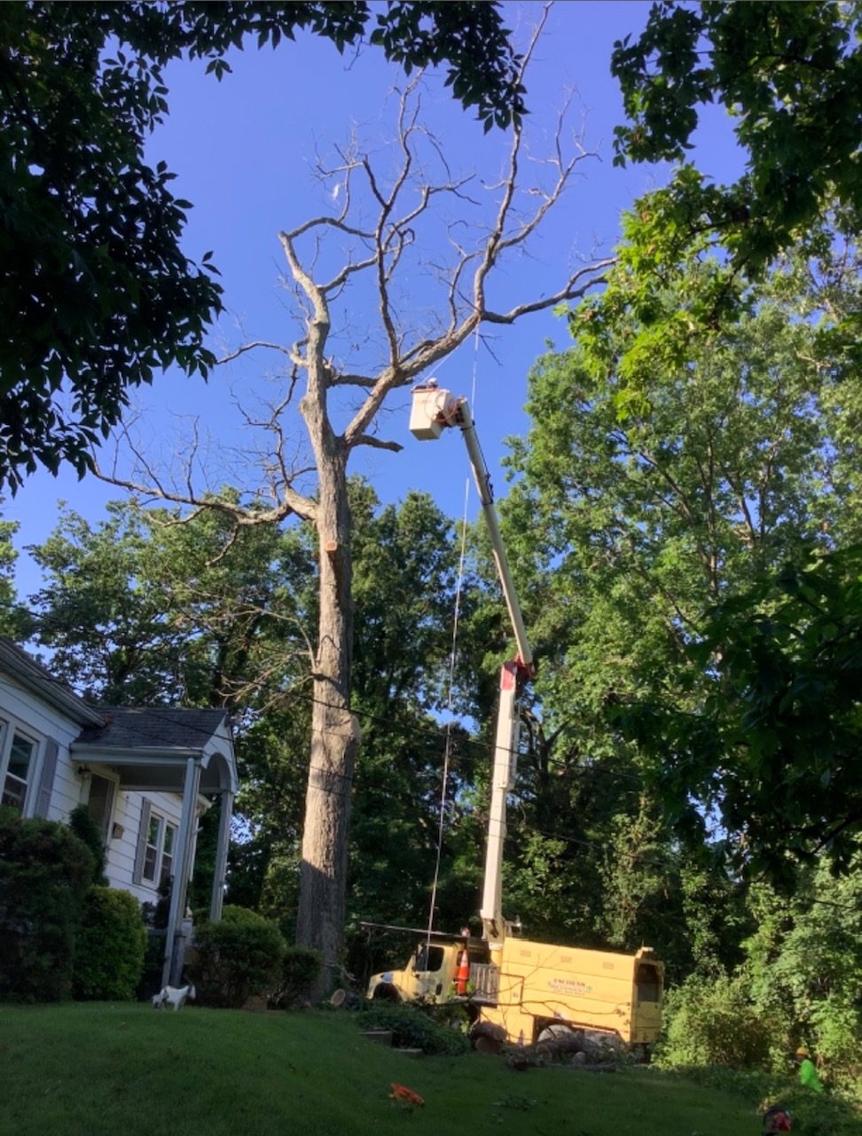 Escobar Tree Experts, LLC