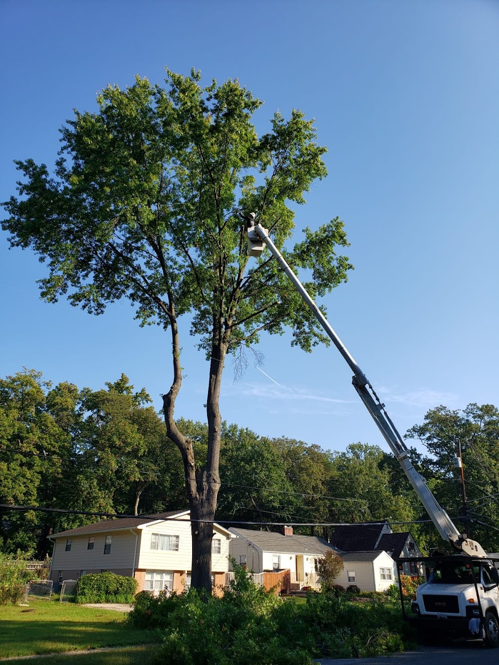 Evolution tree service