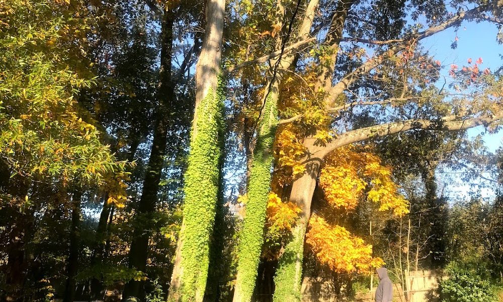 Greenleaf Tree Service