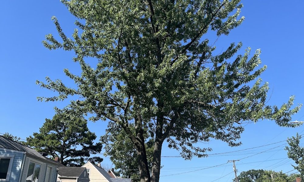JMC Tree Service LLC