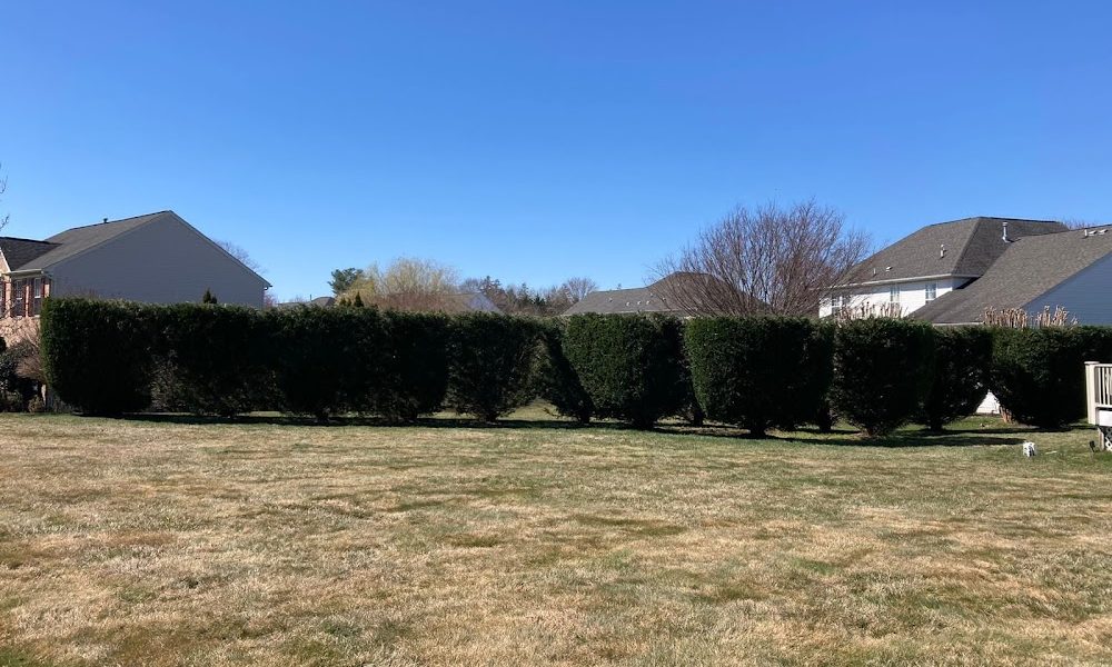 Maryland Professional Tree Services