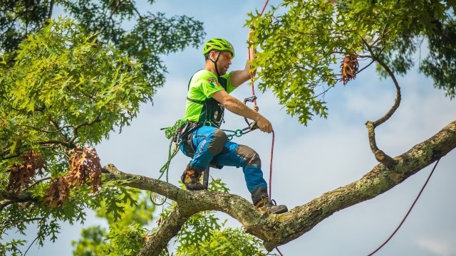 Maryland Tree Experts