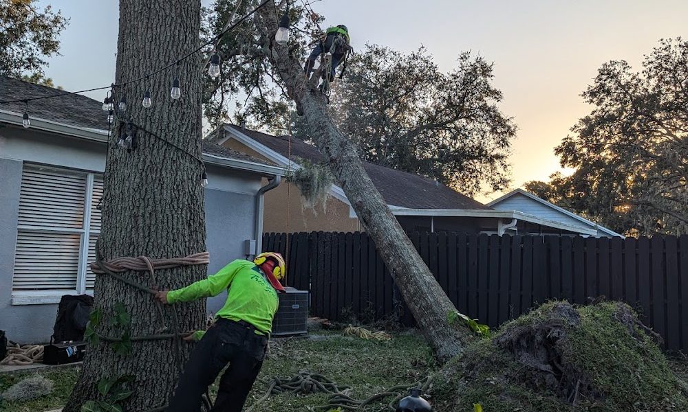 Pikesville Tree Service