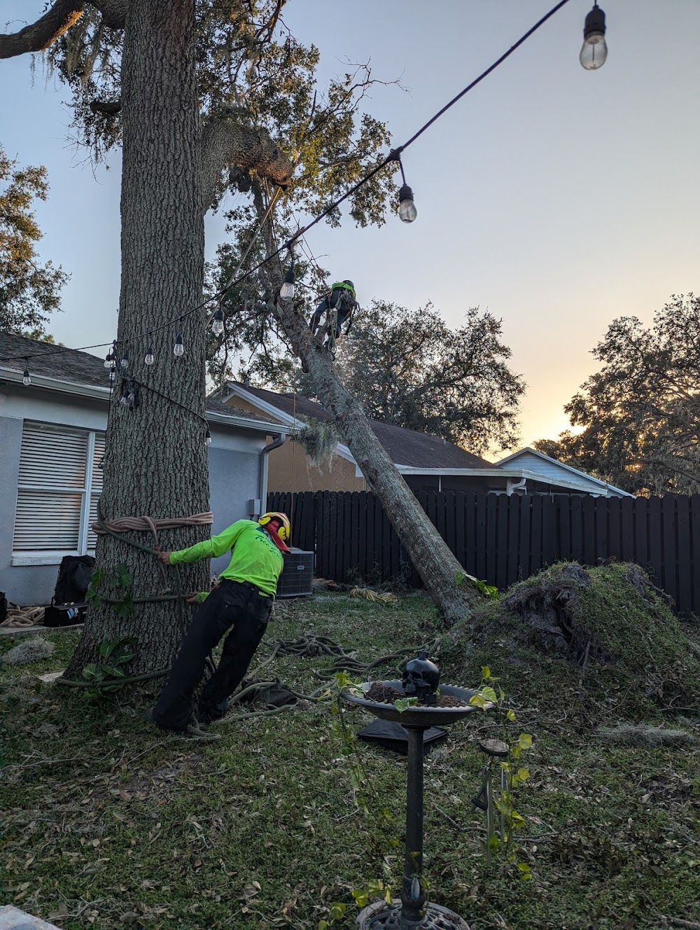 Pikesville Tree Service