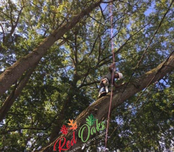 Red Oaks Tree Service.