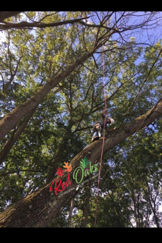 Red Oaks Tree Service.