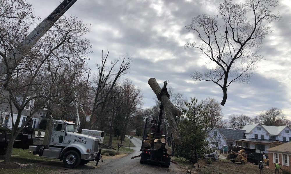 Romeo’s Tree Service Inc.