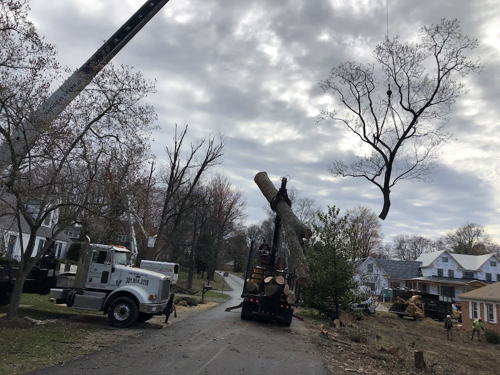 Romeo’s Tree Service Inc.