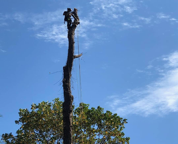 Southern Maryland Tree Service