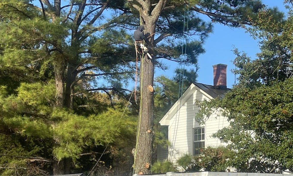 Tippy Top Tree Service