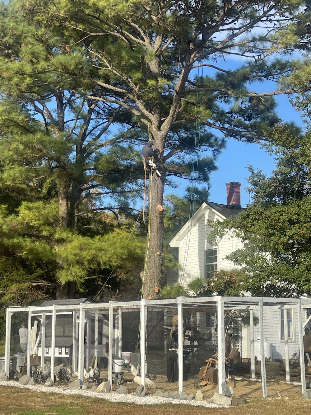 Tippy Top Tree Service