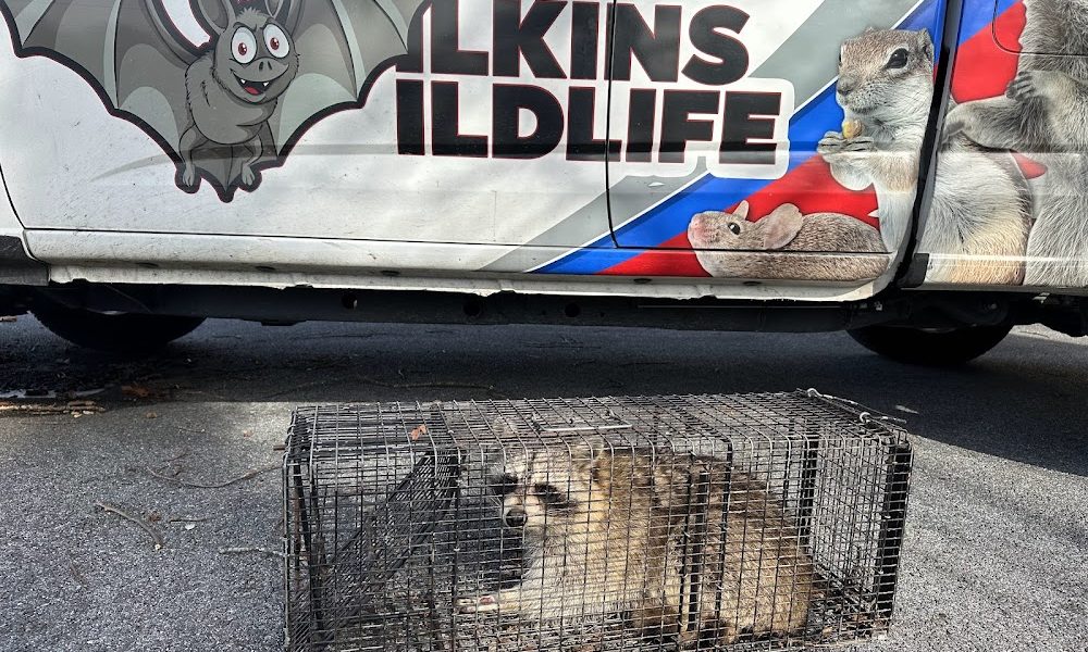 Wilkins Wildlife & BedBug 911