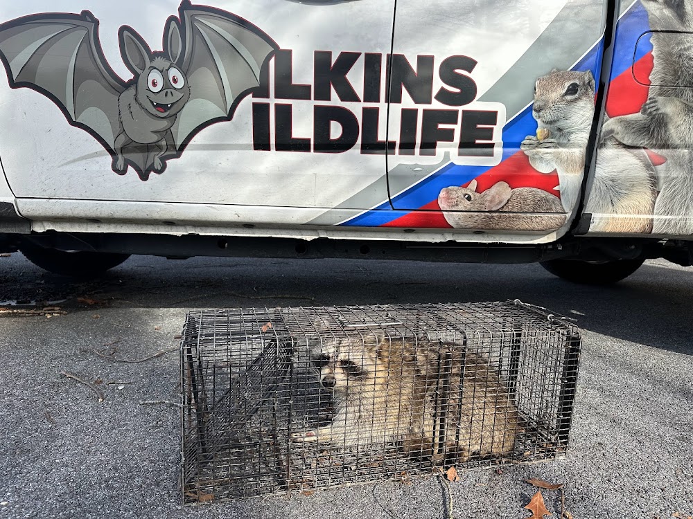 Wilkins Wildlife & BedBug 911