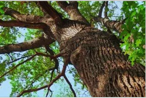 William W. Frederick & Son Tree Service
