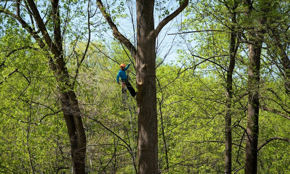 Yanez Tree Service Experts
