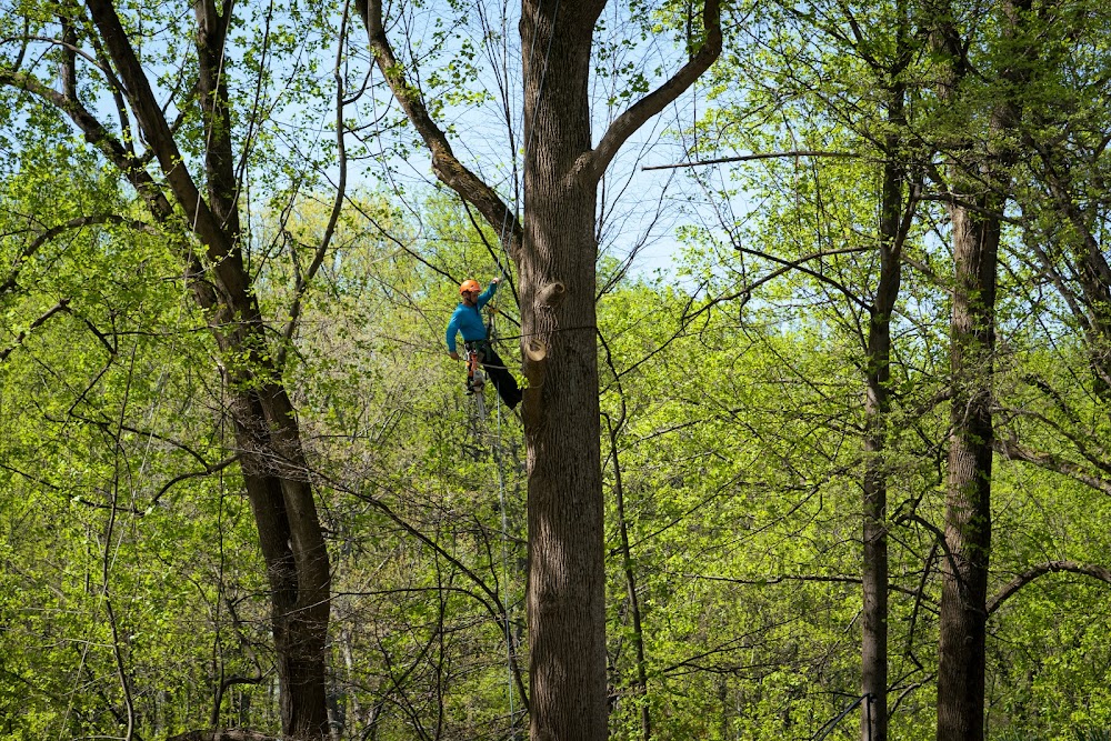 Yanez Tree Service Experts