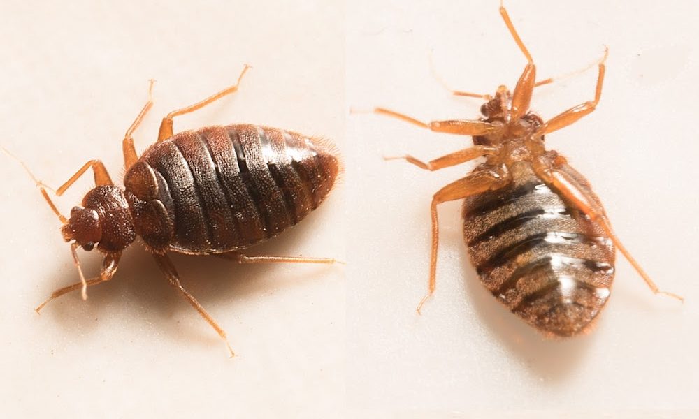 Nepa Pest Control LLC