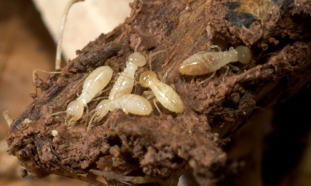 Stewart Termite & Pest Control