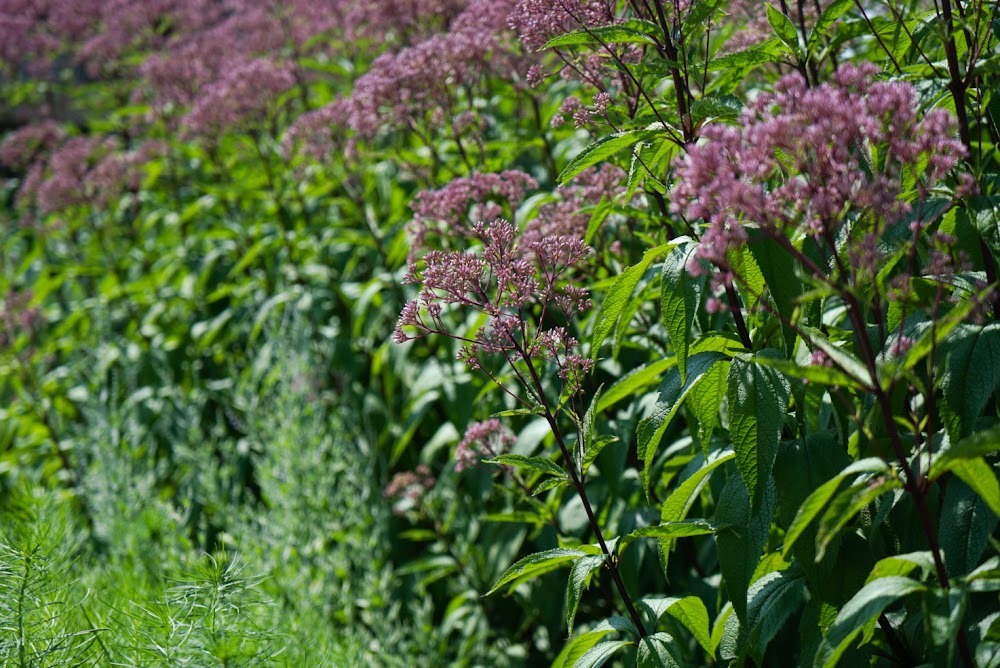 Sylvan Gardens Landscape Contractors