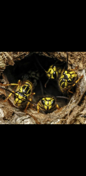 Vanquish Pest Management, Pittsburgh PA