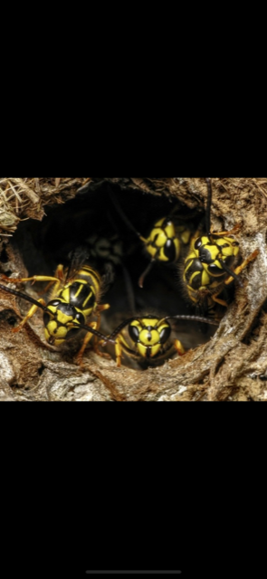 Vanquish Pest Management, Pittsburgh PA