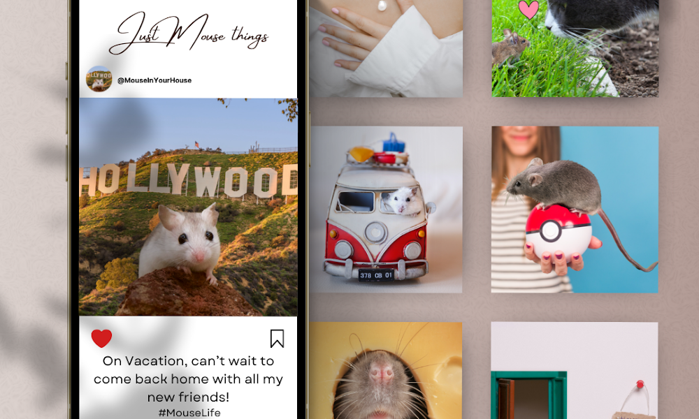 Affordable Pest Control Service