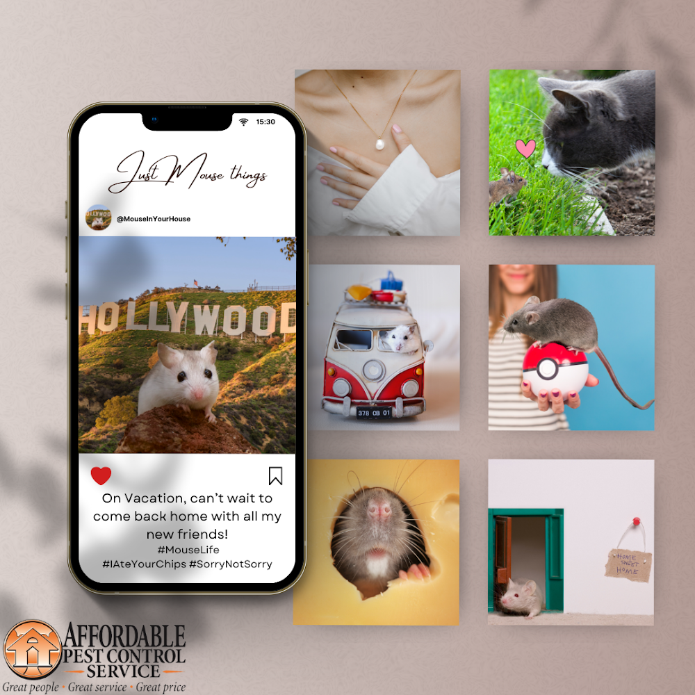 Affordable Pest Control Service