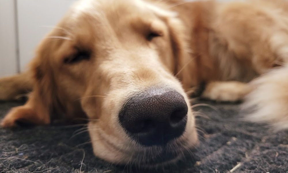 Golden Rule Plumbing & Contracting, LLC