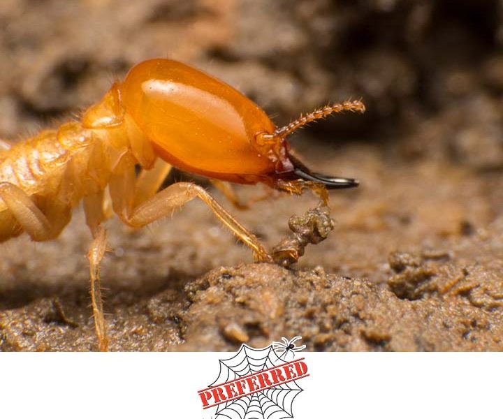 Preferred Termite and Pest Control
