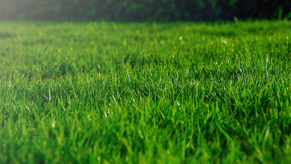 Turf Landscape Contractors