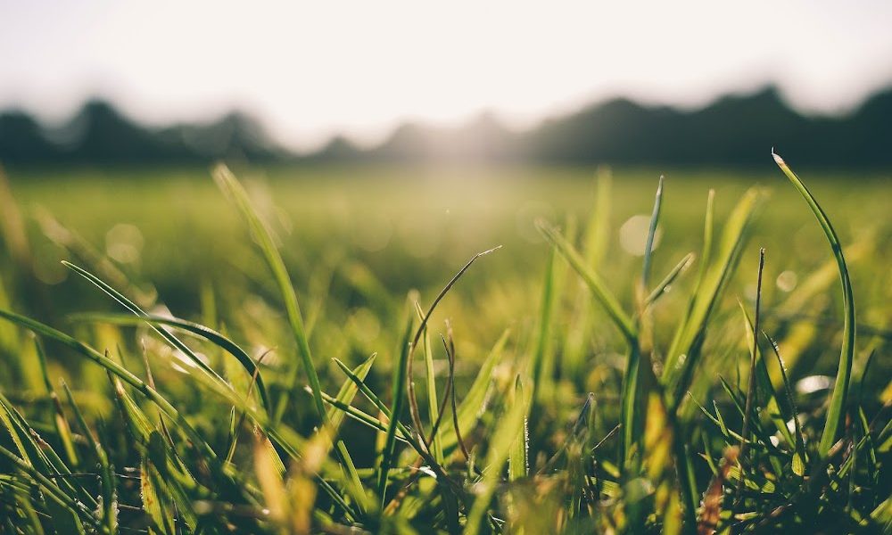 Affordable Lawn Care Solutions, LLC