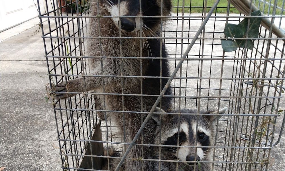 Alleviation Pest Control