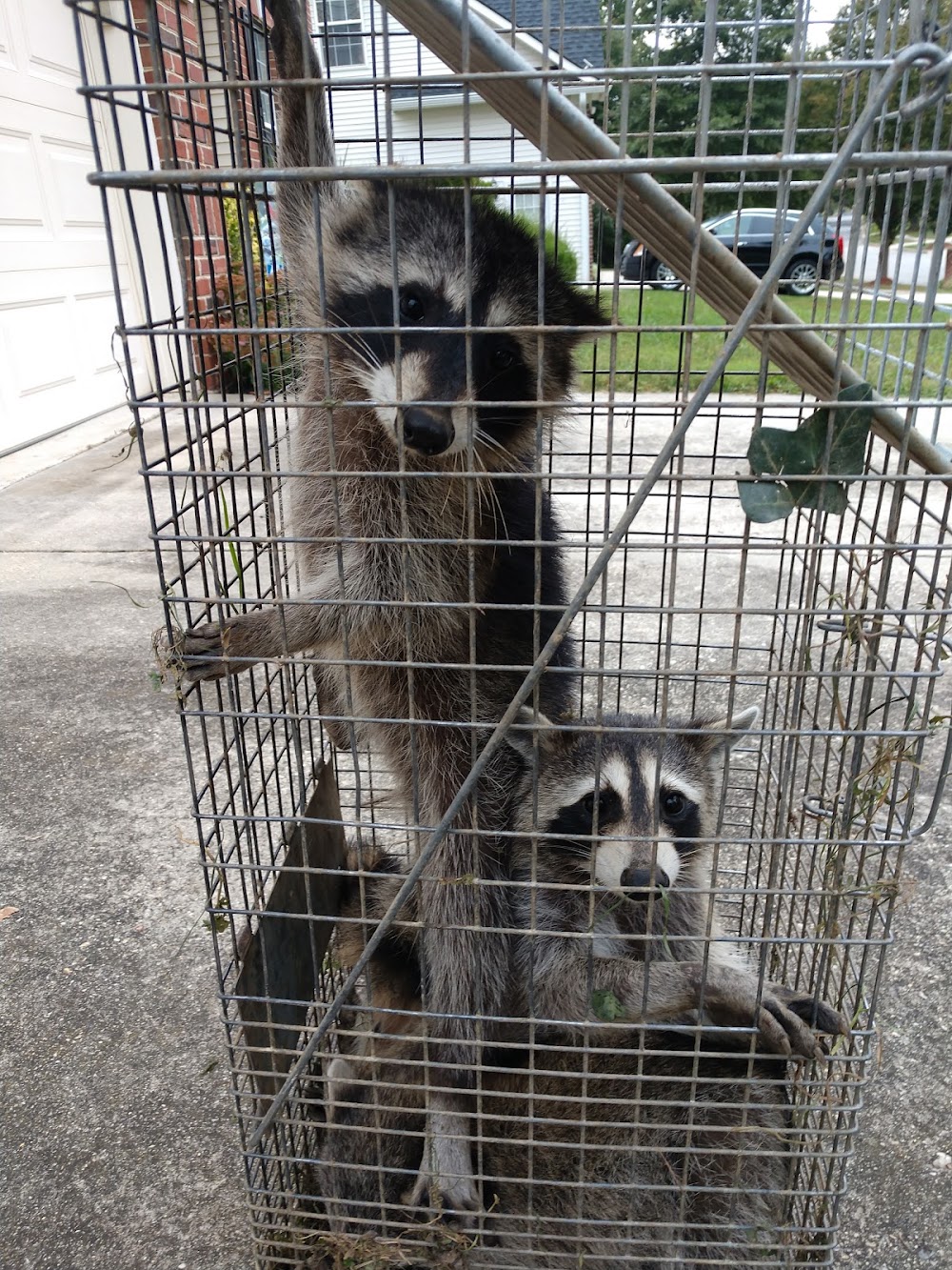 Alleviation Pest Control