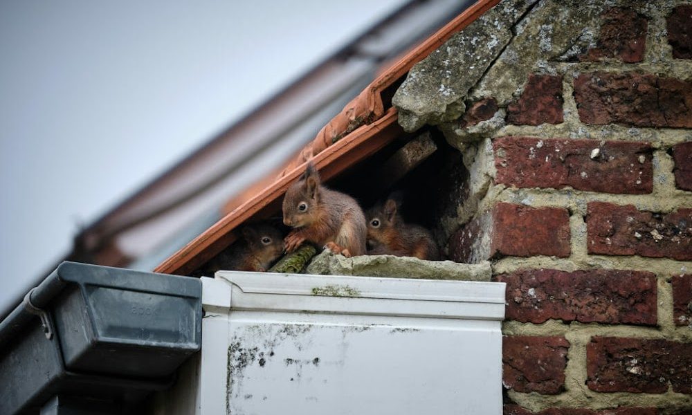 Bay Area Wildlife Solutions