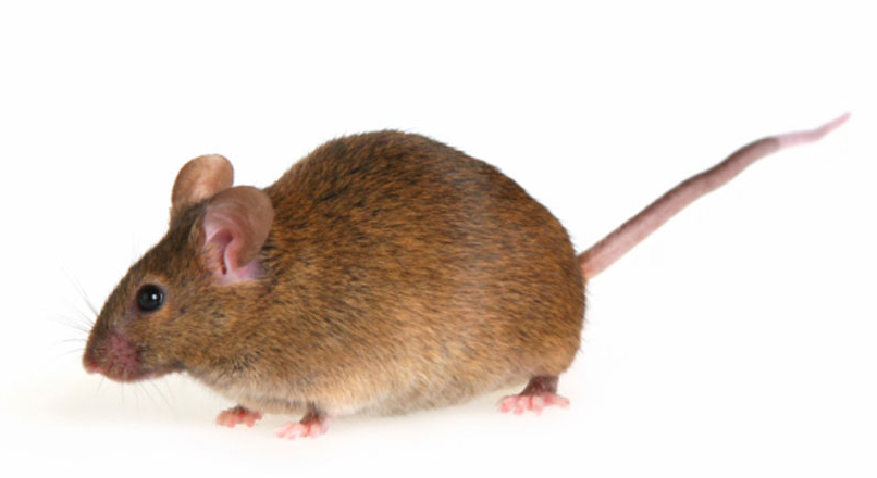 Blake’s Pest Control Inc