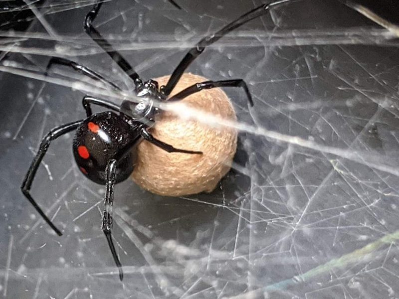 Budget Bugs