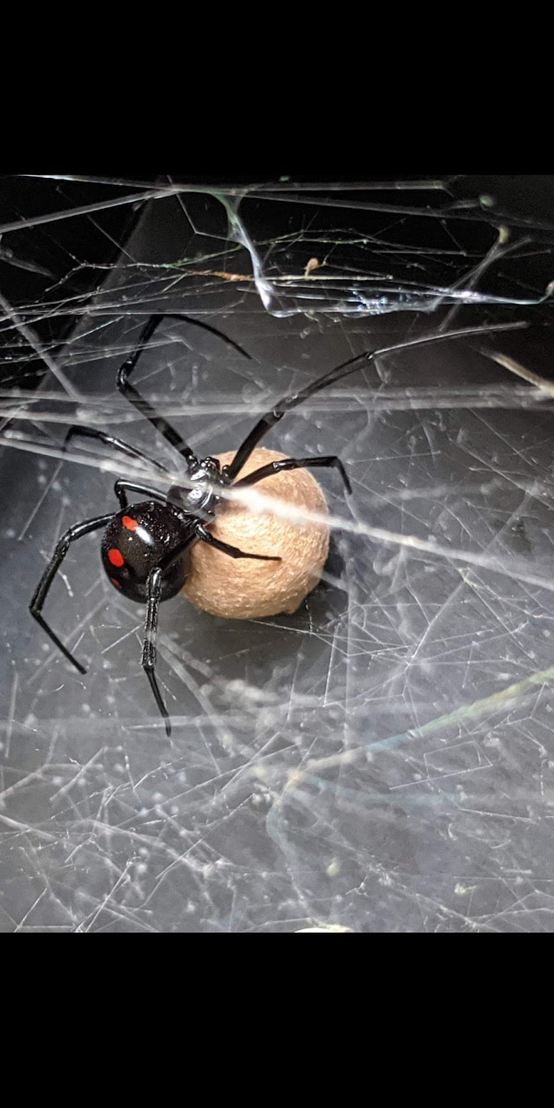 Budget Bugs