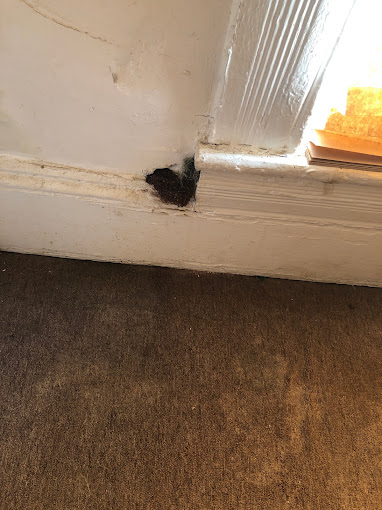 Bug Squashers Pest Control – Cambridge