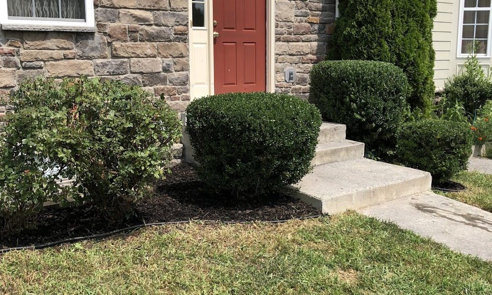 Camelia Lawn Care
