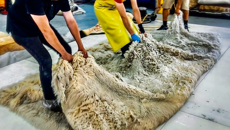 Capital Rug Cleaning