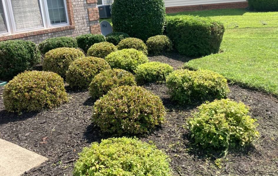 David Landscaping Services